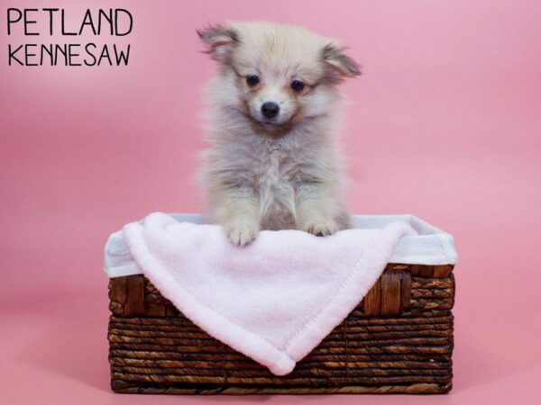 Pomeranian-DOG-Female-Sable-26727-Petland Kennesaw, Georgia