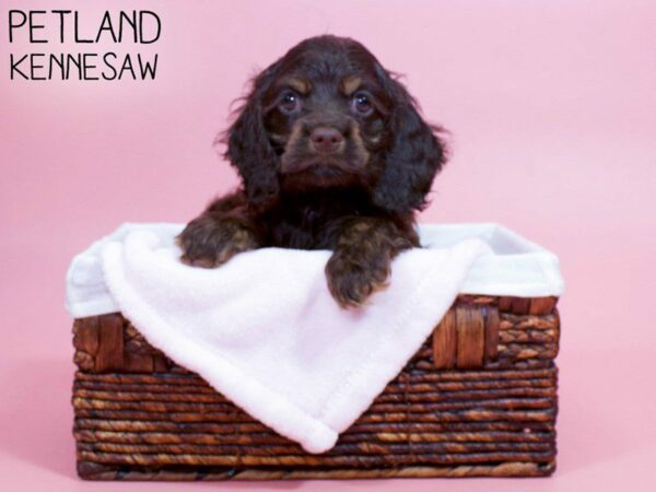 Cocker Spaniel-DOG-Female-Brown-26720-Petland Kennesaw, Georgia