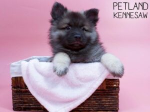 Keeshond-DOG-Female-Silver Sable-26692-Petland Kennesaw, Georgia
