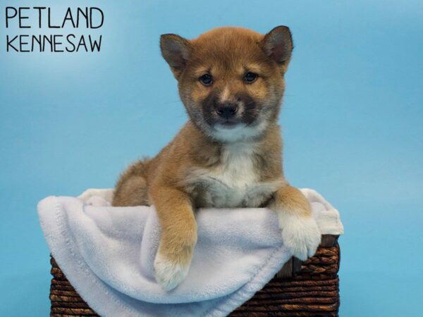 Shiba Inu-DOG-Male-Red-26775-Petland Kennesaw, Georgia