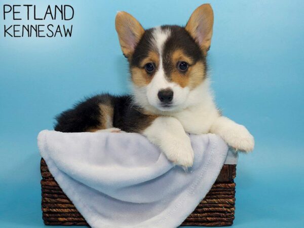 Pembroke Welsh Corgi-DOG-Male-Black White / Tan-26815-Petland Kennesaw, Georgia