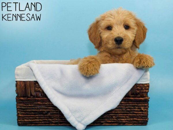 Goldendoodle-DOG-Male-Golden-26813-Petland Kennesaw, Georgia