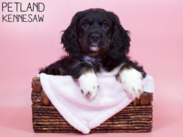 Cocker Spaniel-DOG-Female-Black-26806-Petland Kennesaw, Georgia