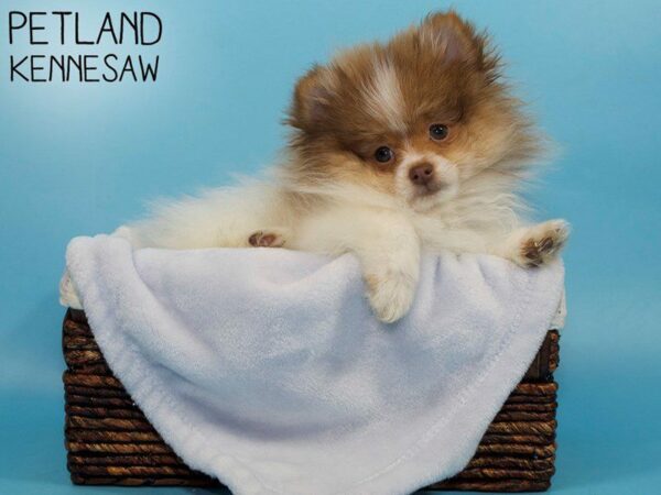 Pomeranian-DOG-Male-Red Sable-26728-Petland Kennesaw, Georgia