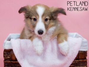Shetland Sheepdog-DOG-Female-Sable / White-26841-Petland Kennesaw, Georgia