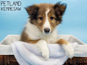 Shetland Sheepdog-DOG-Female-Sable / White-26840-Petland Kennesaw, Georgia