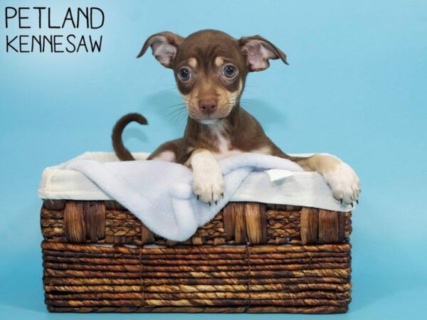 Chihuahua-DOG-Male-CHOC TAN-26868-Petland Kennesaw, Georgia