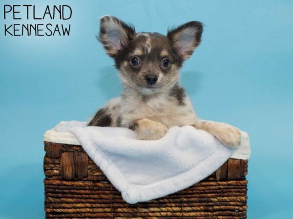 Chihuahua-DOG-Male-Blue Merle-26822-Petland Kennesaw, Georgia