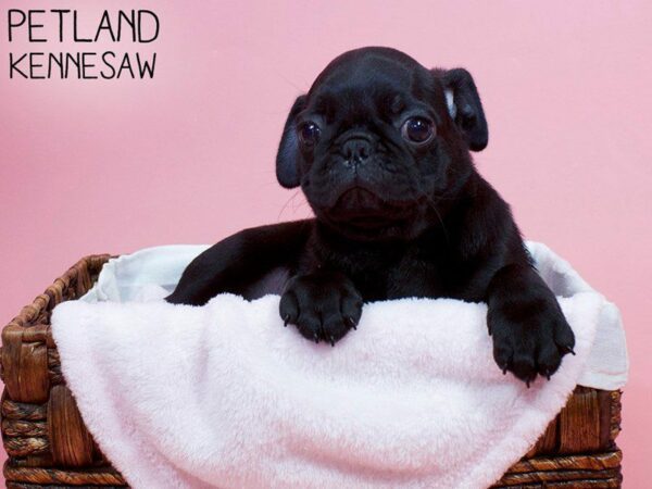 Pug-DOG-Female-Black-26891-Petland Kennesaw, Georgia