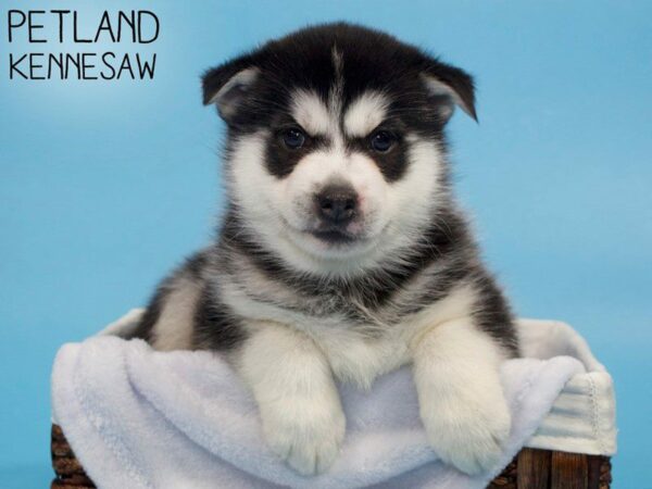 Pomsky DOG Male BLK WHITE 26906 Petland Kennesaw, Georgia