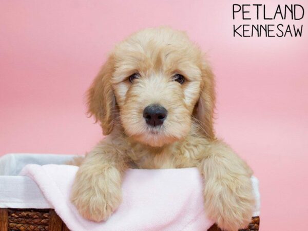 Goldendoodle-DOG-Female-Gold-26902-Petland Kennesaw, Georgia