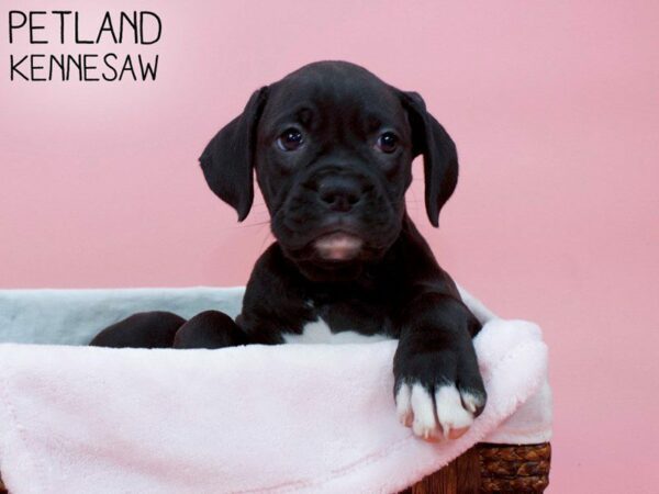 Boxer DOG Female Black & White 26941 Petland Kennesaw, Georgia