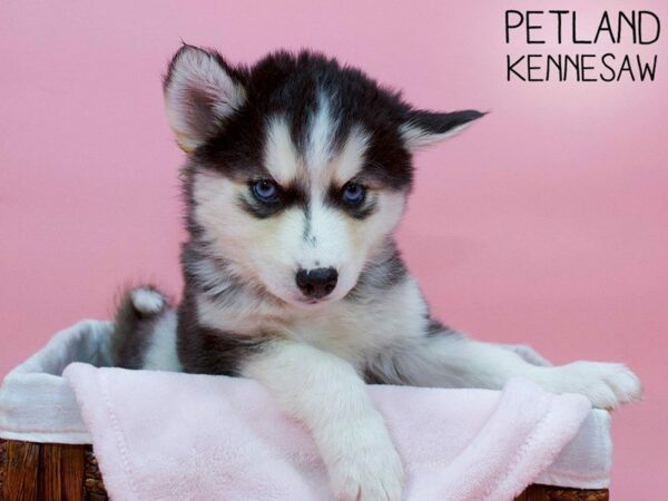 Pomsky-DOG-Female-Black & White-26938-Petland Kennesaw, Georgia