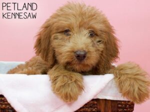 Labradoodle-DOG-Female-Red-26932-Petland Kennesaw, Georgia