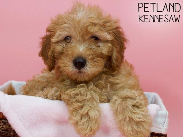 Miniature Goldendoodle 2nd Gen-DOG-Female-Red-26929-Petland Kennesaw, Georgia