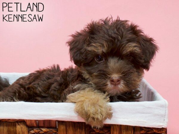 Yorkiepoo DOG Female BRN TAN 27000 Petland Kennesaw, Georgia