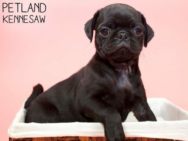 Pug DOG Female BLK 26995 Petland Kennesaw, Georgia