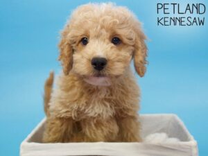 Miniature Goldendoodle-DOG-Male-Red-26966-Petland Kennesaw, Georgia