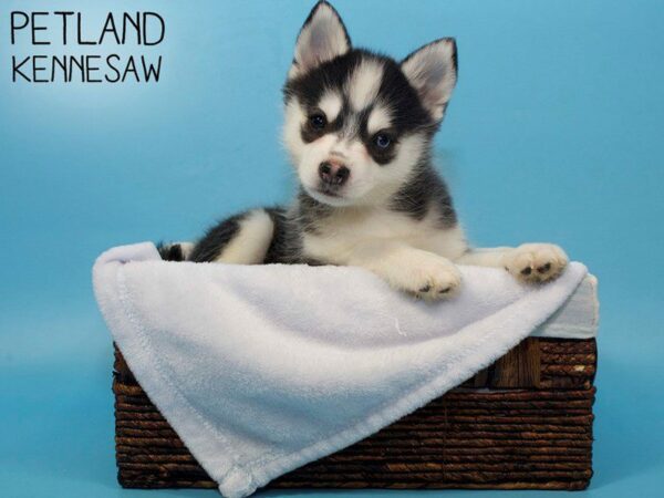 Pomsky DOG Male BLK WHITE 27028 Petland Kennesaw, Georgia