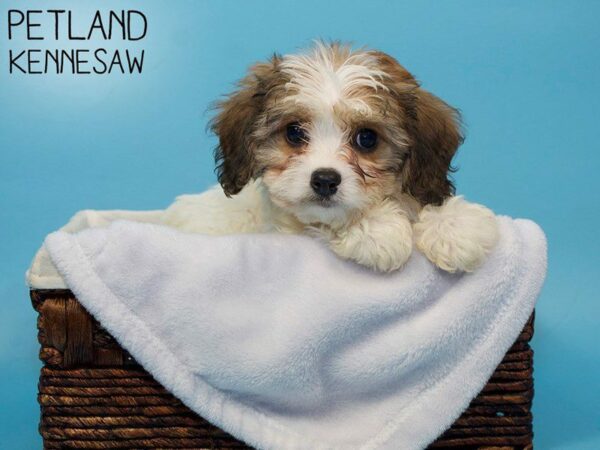 Cavachon DOG Male BRN WH 27027 Petland Kennesaw, Georgia