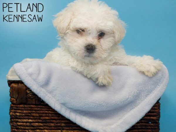 Bichon Frise DOG Male WH 27023 Petland Kennesaw, Georgia