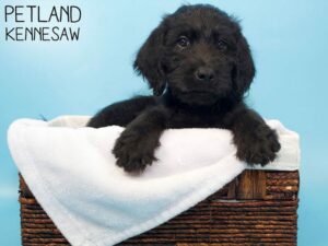 Labradoodle-DOG-Male-Black-27015-Petland Kennesaw, Georgia