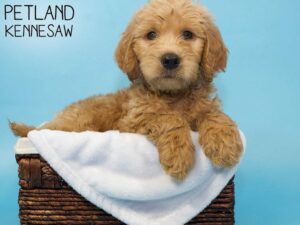 Labradoodle-DOG-Male-Red-27014-Petland Kennesaw, Georgia