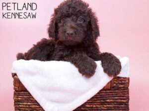 Labradoodle-DOG-Female-Chocolate-27013-Petland Kennesaw, Georgia