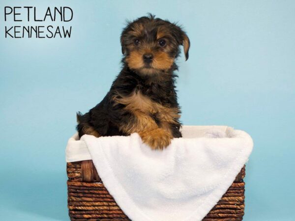 Yorkshire Terrier DOG Male BLK TAN 27042 Petland Kennesaw, Georgia