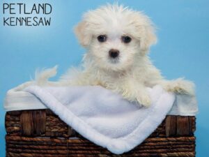 Maltese-DOG-Male-WHITE-27080-Petland Kennesaw, Georgia