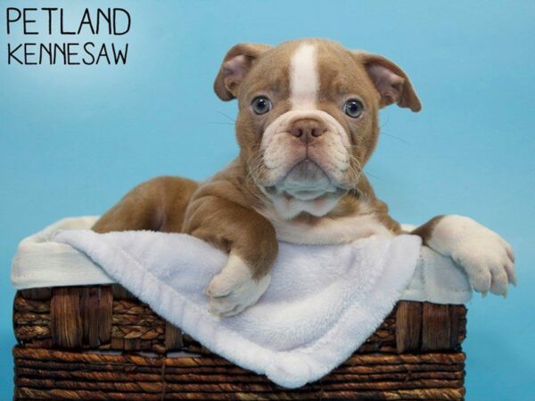 Boston Terrier-DOG-Male-LILAC-27072-Petland Kennesaw, Georgia