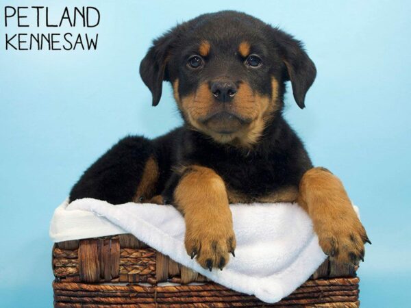 Rottweiler DOG Male Black & Tan 27064 Petland Kennesaw, Georgia