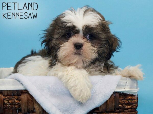 Shih Tzu DOG Male BRN WH 27105 Petland Kennesaw, Georgia