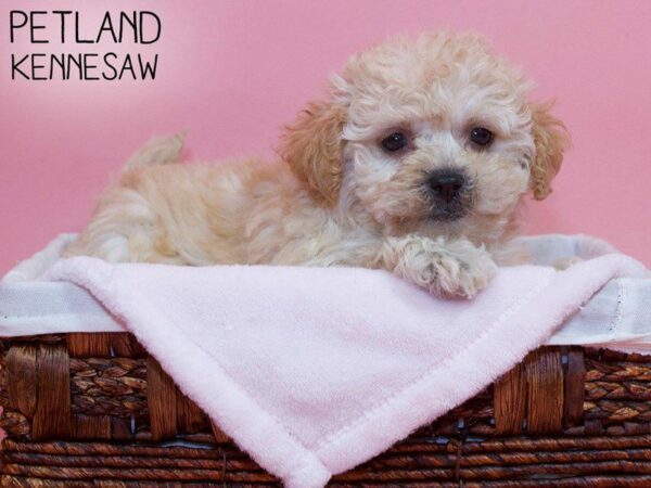 Bichonpoo-DOG-Female-CREAM WHITE-27103-Petland Kennesaw, Georgia