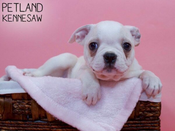 Boston Terrier-DOG-Female-CREAM WHITE-27127-Petland Kennesaw, Georgia