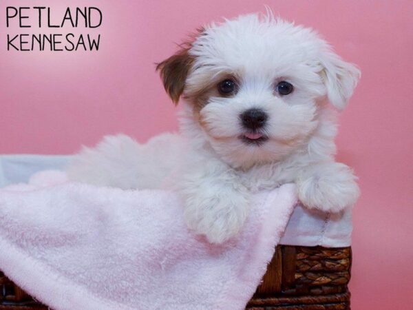 Havanese-DOG-Female-BROWN WHITE-27125-Petland Kennesaw, Georgia