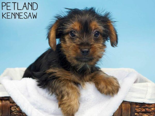 Yorkshire Terrier-DOG-Male-BLK TAN-27155-Petland Kennesaw, Georgia