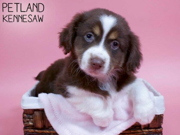 Miniature Australian Shepherd-DOG-Female-RED TRI-27147-Petland Kennesaw, Georgia