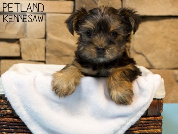 Yorkshire Terrier-DOG-Male-BLK TAN-27191-Petland Kennesaw, Georgia