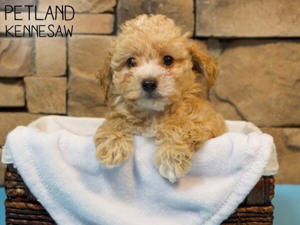 Bichonpoo-DOG-Male-RED-27187-Petland Kennesaw, Georgia