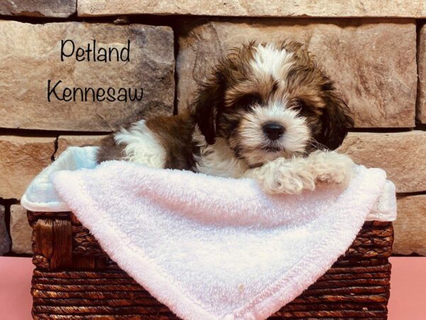 Teddy Bear DOG Female BRN WH 27245 Petland Kennesaw, Georgia