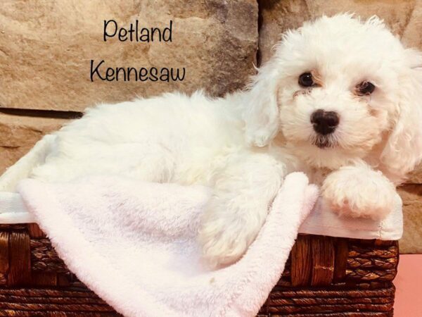 Bichonpoo-DOG-Female-CREAM WH-27242-Petland Kennesaw, Georgia