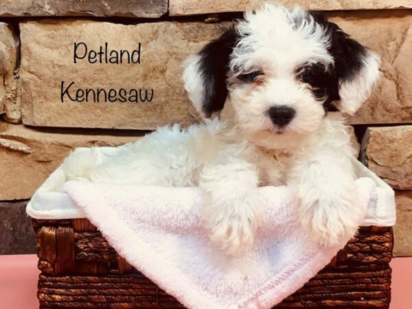 Bichonpoo DOG Female Black & White 27241 Petland Kennesaw, Georgia