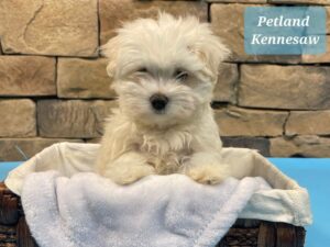 Maltese-DOG-Male-White-27287-Petland Kennesaw, Georgia