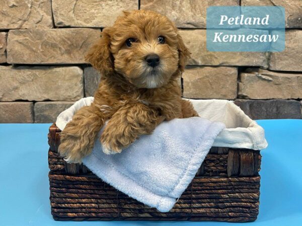 Bichonpoo-DOG-Male-RED-27275-Petland Kennesaw, Georgia