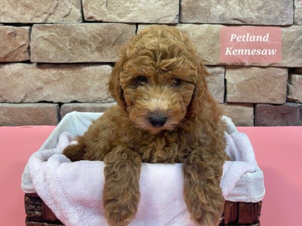 Miniature Goldendoodle 2nd Gen-DOG-Female-Red-27272-Petland Kennesaw, Georgia