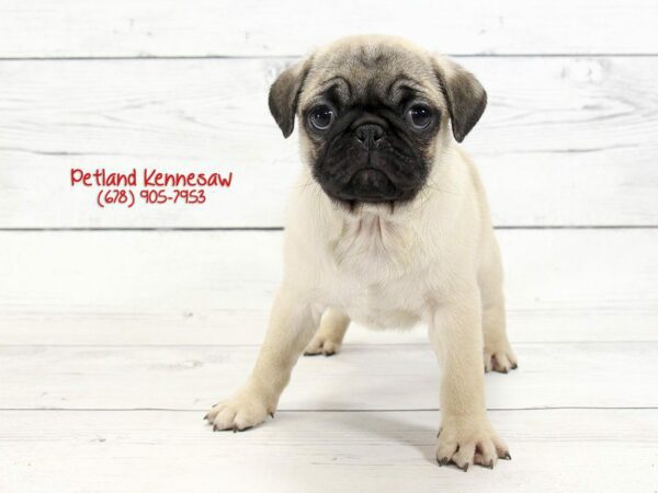 5 Tips for Healthy Pug Puppies