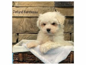 Maltese-DOG-Male-White-27348-Petland Kennesaw, Georgia