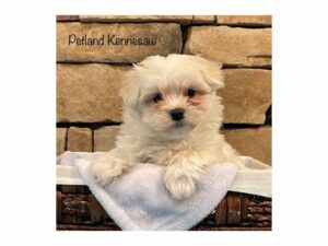 Maltese-DOG-Male-WHITE-27386-Petland Kennesaw, Georgia