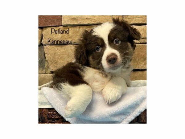 Australian Shepherd DOG Male RED MERLE 27374 Petland Kennesaw, Georgia